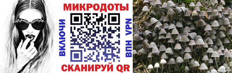 Псилоцибиновые грибы Psilocybe  Рубцовск 